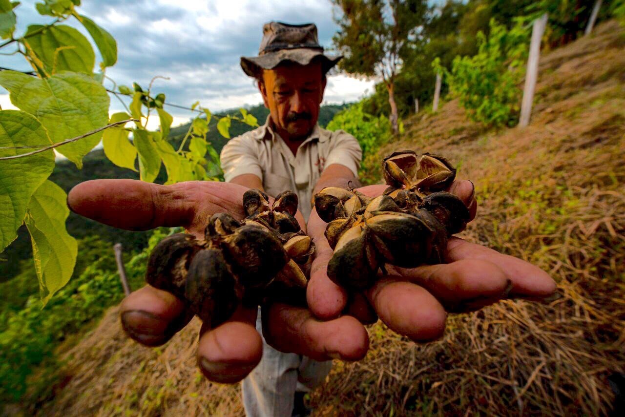 Emilio, an ASIN sacha inchi grower in northeastern Colombia, holding harvested seed pods