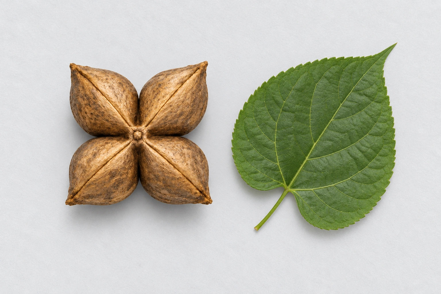 A sacha inchi pod beside a heart-shaped green leaf on a pale grey background